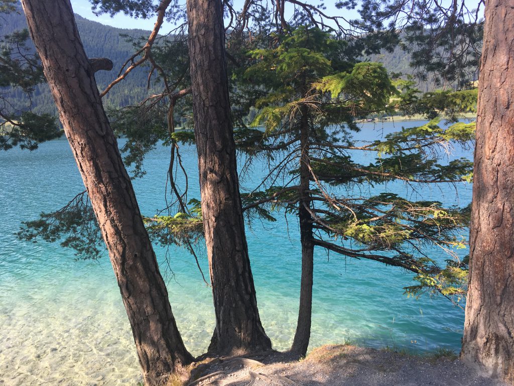 3 Bäume direkt am Ufer eines Sees mit türkisblauer Farbe